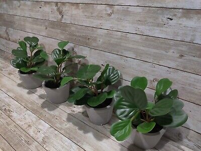 4 Pack 7" Mini Faux Hoya Heart Potted Plant from Hearth and Hand with Magnolia